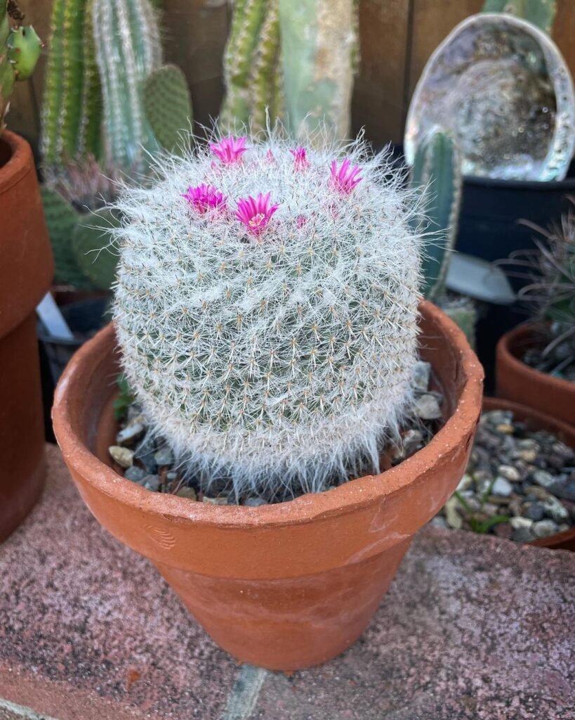Old-Lady-Cactus-Mammillaria-819x1024 31 Stunning Cactus Varieties to Liven Up Your Home