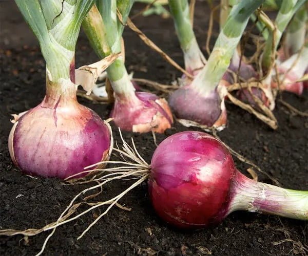 Onions The 7 Best Companion Plants for Peppers