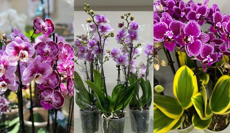 Orchids Care & Growing Guide: A Beginner's Handbook for Beautiful Blooms