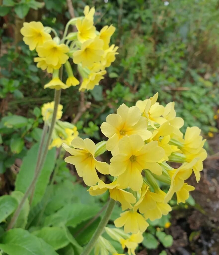 Gardening Oxlip-1-882x1024 Oxlip : A Delightful Primrose With a Rich History