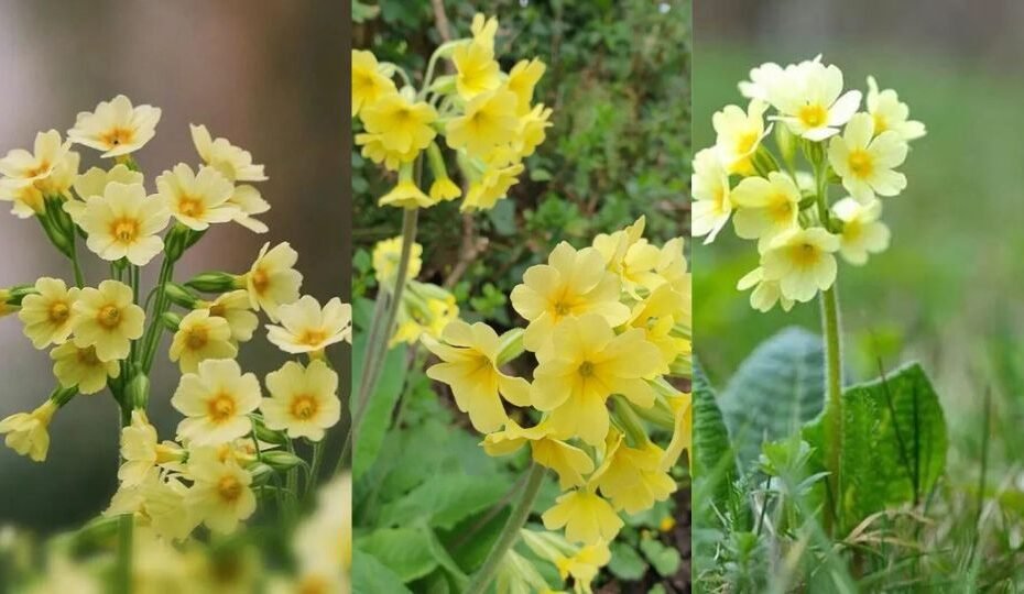 Oxlip : A Delightful Primrose With a Rich History