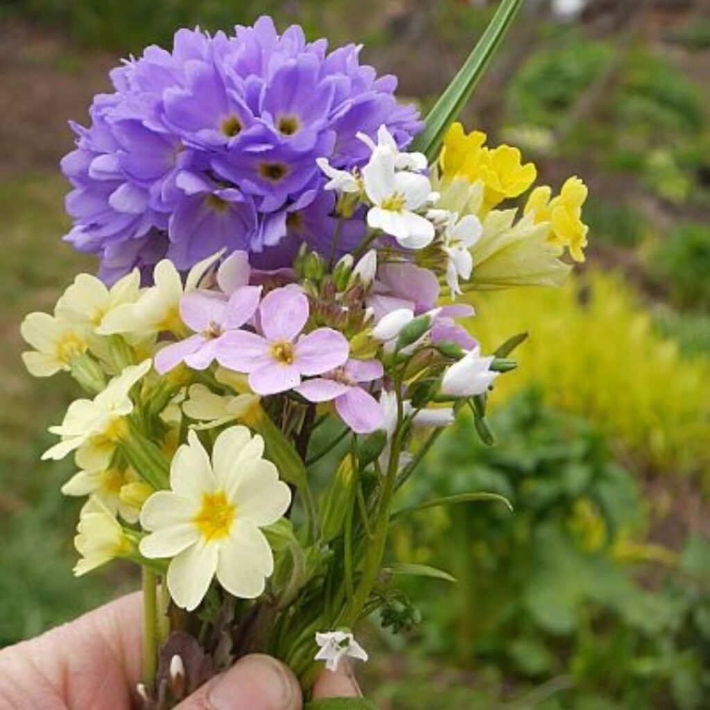 Gardening Oxlip-Varieties-to-Explore-1024x1024 Oxlip : A Delightful Primrose With a Rich History