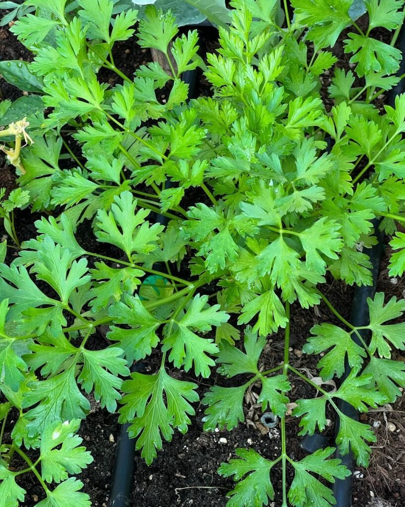 Parsley-3-819x1024 The 7 Best Companion Plants for Peppers