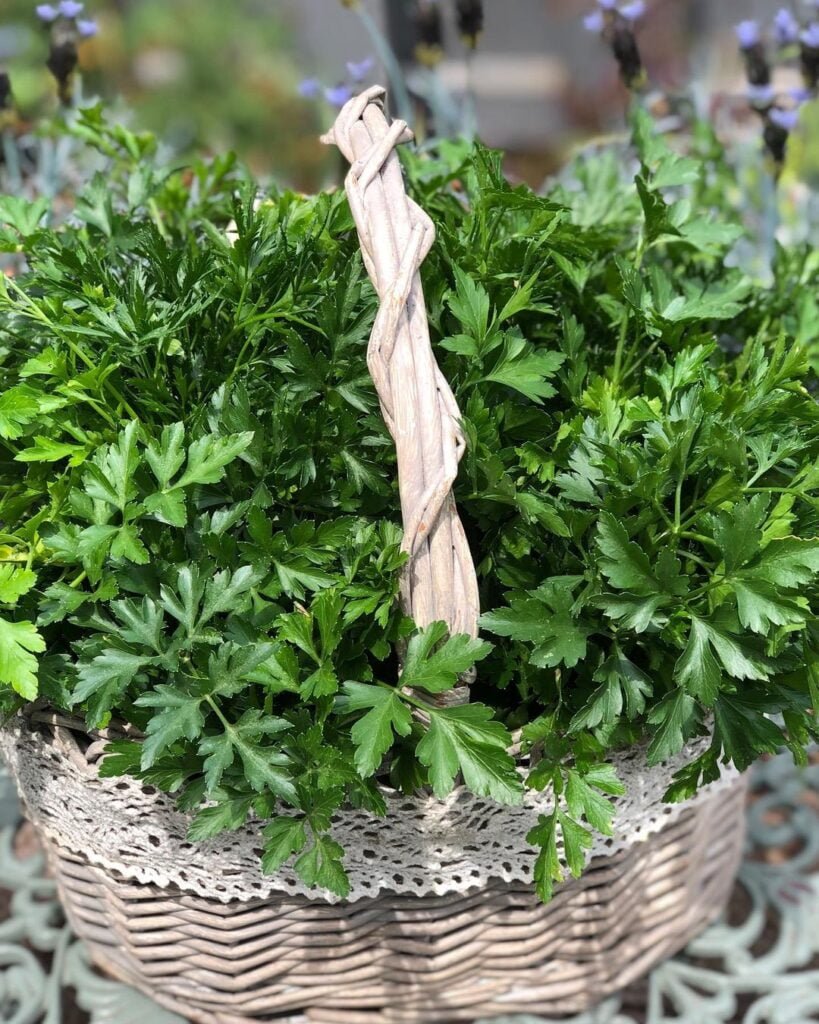 Gardening Parsley-k-819x1024 15 Of The Best Plants To Grow In Your Kitchen