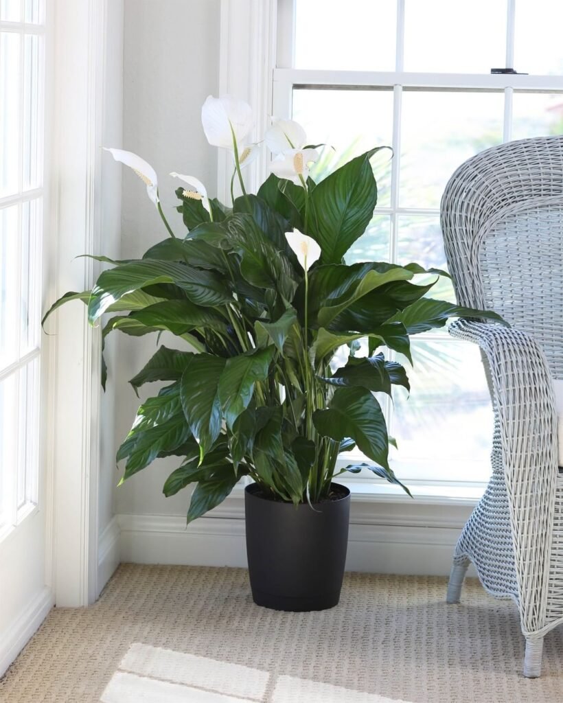 Gardening Peace-Lilyn-820x1024 The 18 Best Plants For Bedrooms