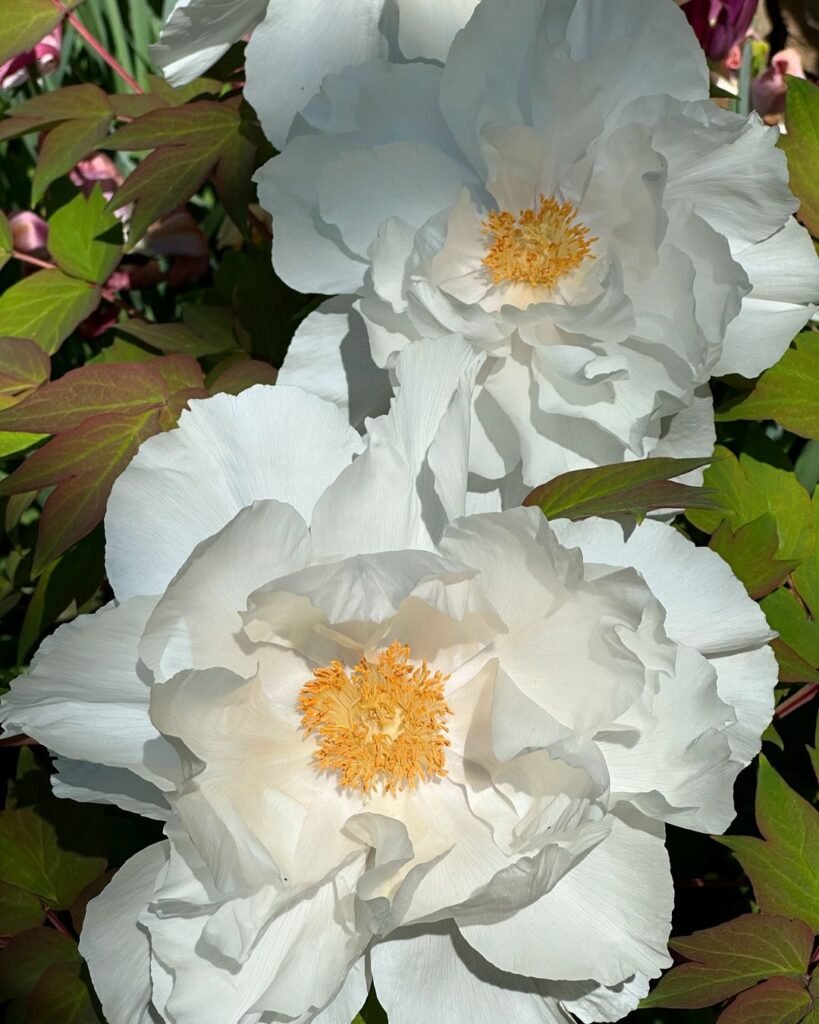Peony-2-819x1024 12 White Flowers That Add Bold Beauty to Any Garden