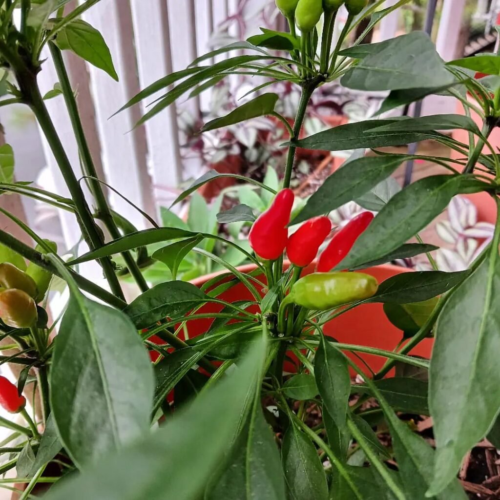 Gardening Peppers-For-Container-Gardening-1024x1024 The 7 Best Vegetables For Container Gardening