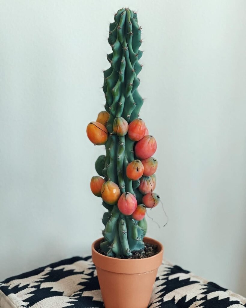 Peruvian-Apple-Cactus-Cereus-repandus-819x1024 31 Stunning Cactus Varieties to Liven Up Your Home