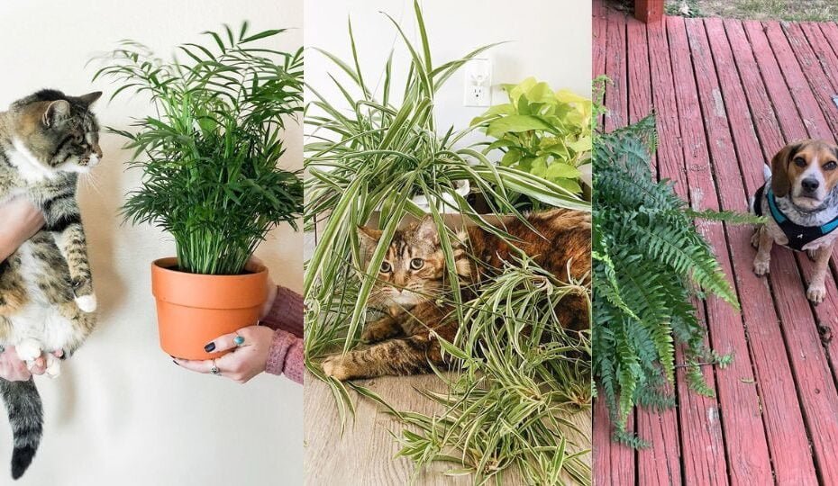 Pet-Friendly Houseplants