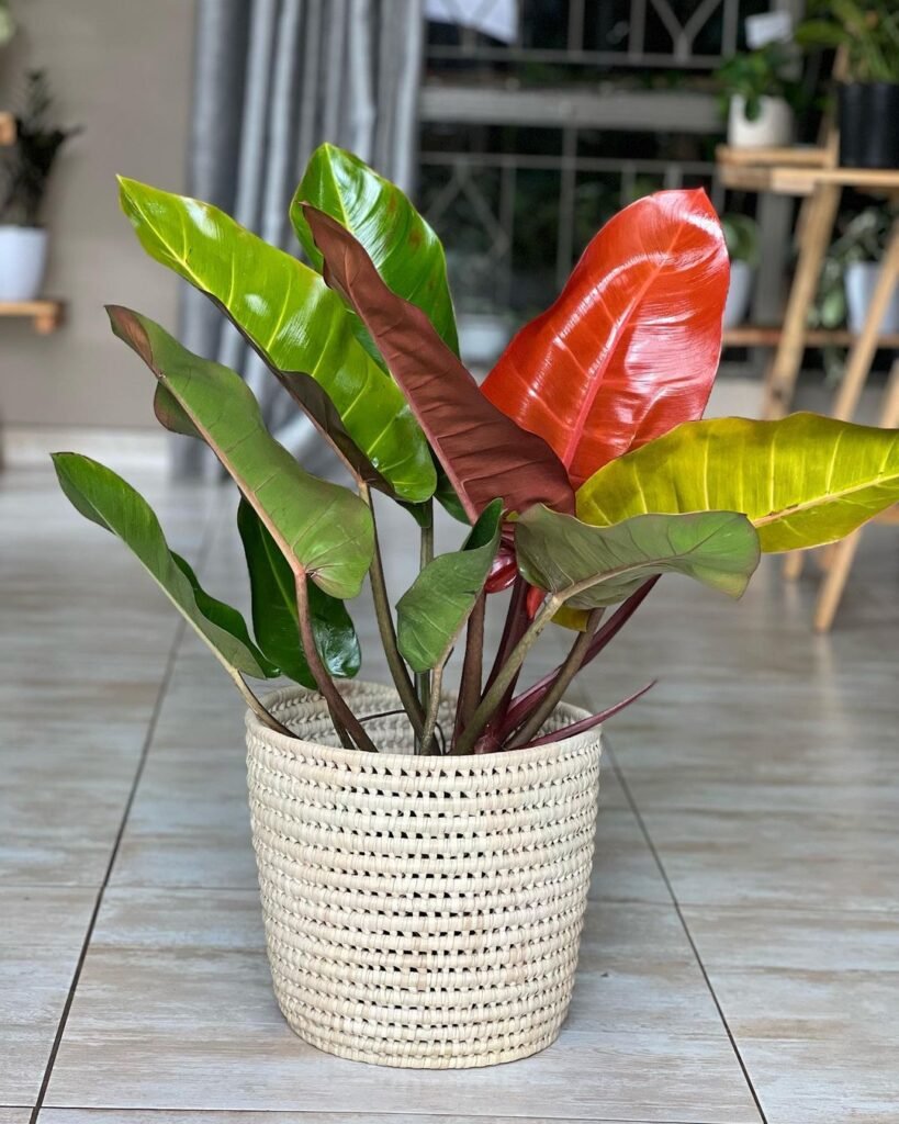 Gardening Philodendron-819x1024 The 18 Best Plants For Bedrooms