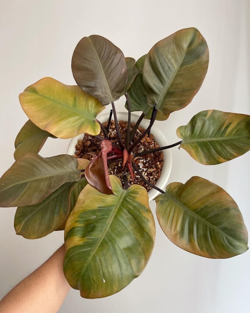 Gardening Philodendron-Black-Cardinal-1-819x1024 Philodendron 'Black Cardinal': Growing and Care Tips