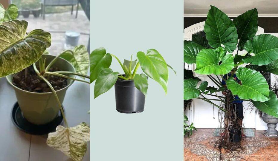 Philodendron Giganteum Care Guide