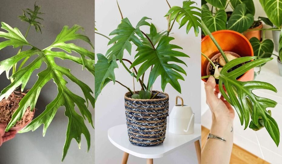 Philodendron Mayoi Care Guide