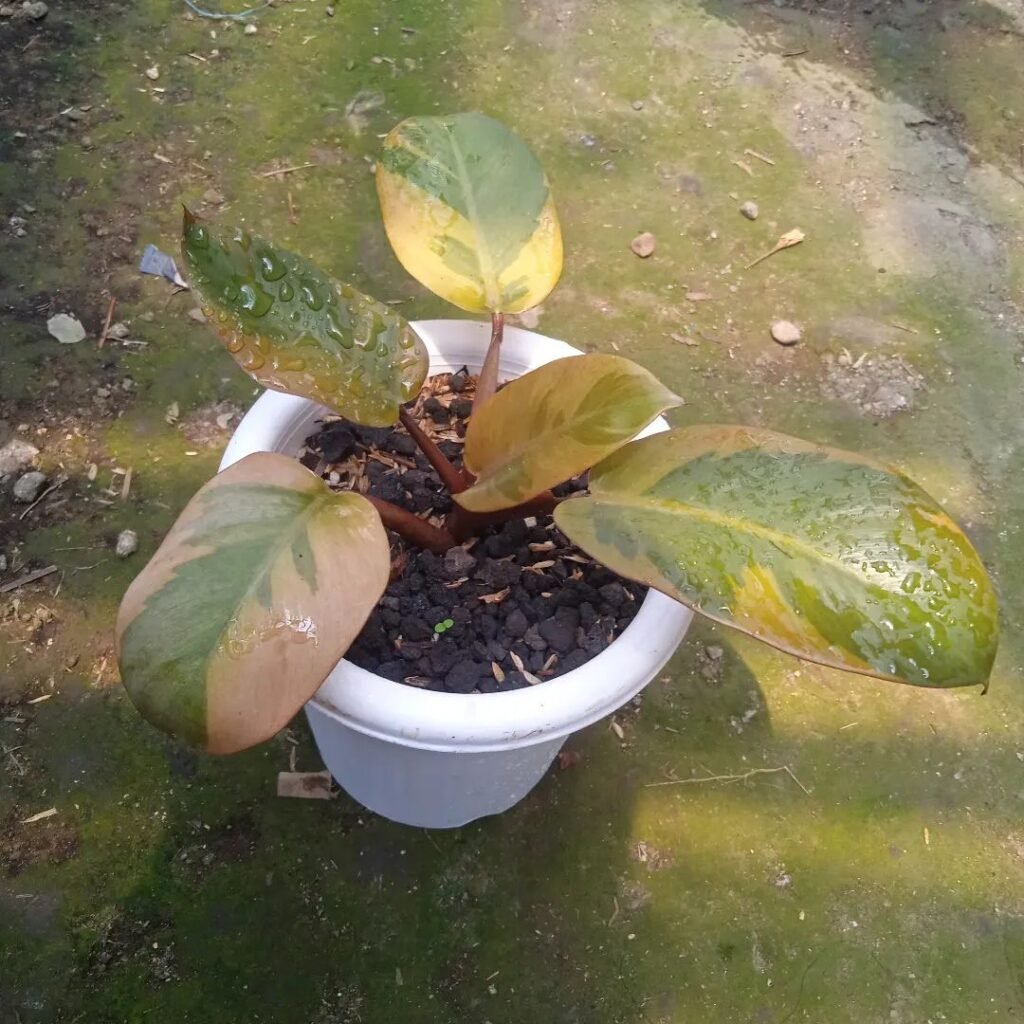 Gardening Philodendron-black-cardinal-varigated-1024x1024 Philodendron 'Black Cardinal': Growing and Care Tips
