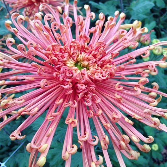 Pink-Spider-Mum-Chrysanthemum-×-morifolium-Pink-Spider How to Grow and Care for Spider Mums
