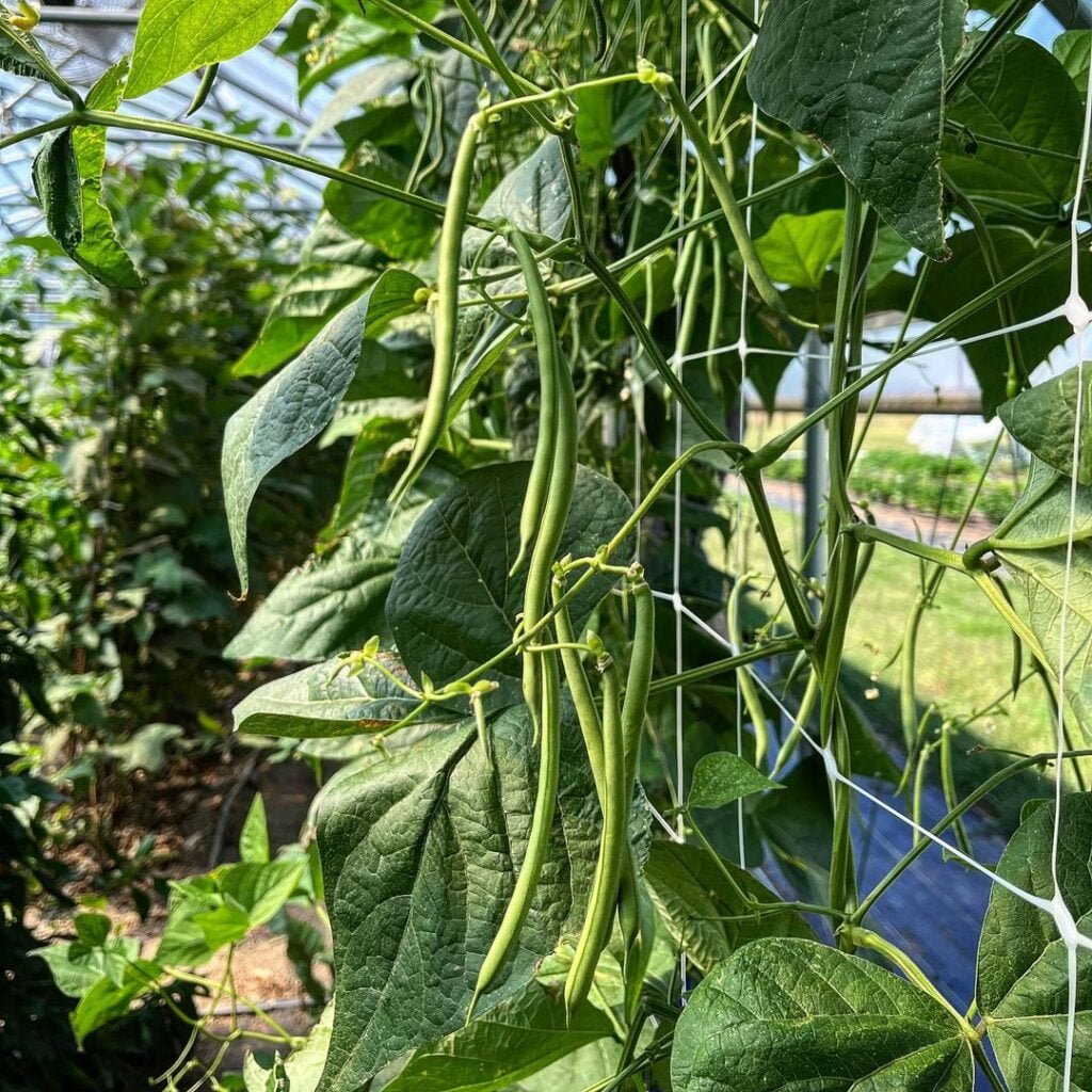 Pole-Green-Beans-1024x1024 The Best Types of Garden Beans to Grow in the South