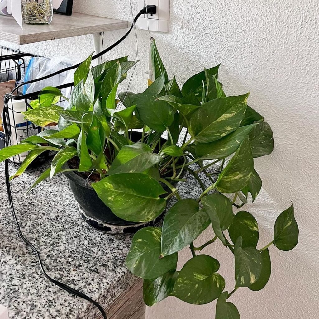 Gardening Pothos-k-1024x1024 15 Of The Best Plants To Grow In Your Kitchen