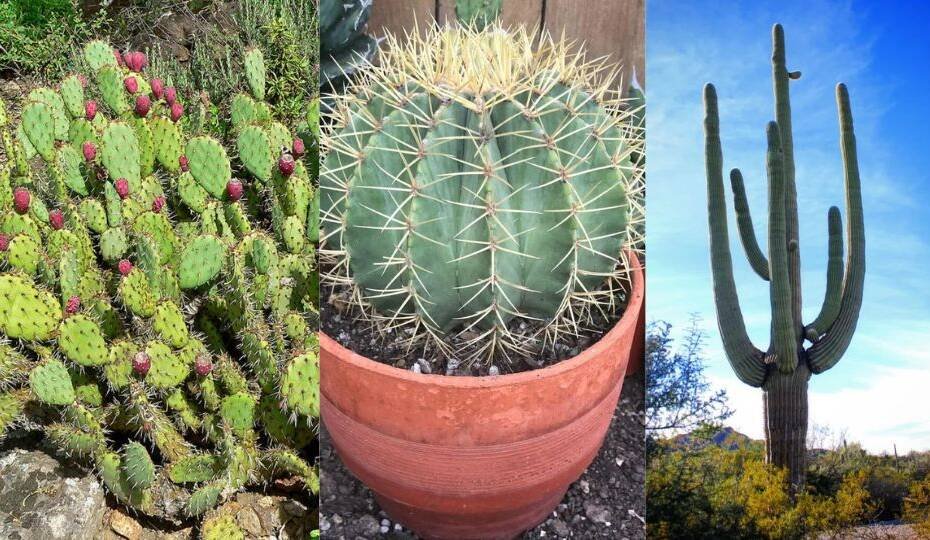Prickly Pals: The Many Types of Cactuses