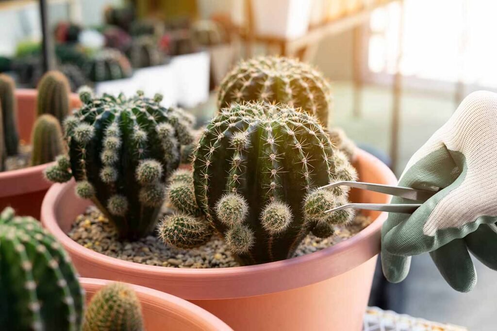 Propagating-Cacti-1024x683 31 Stunning Cactus Varieties to Liven Up Your Home
