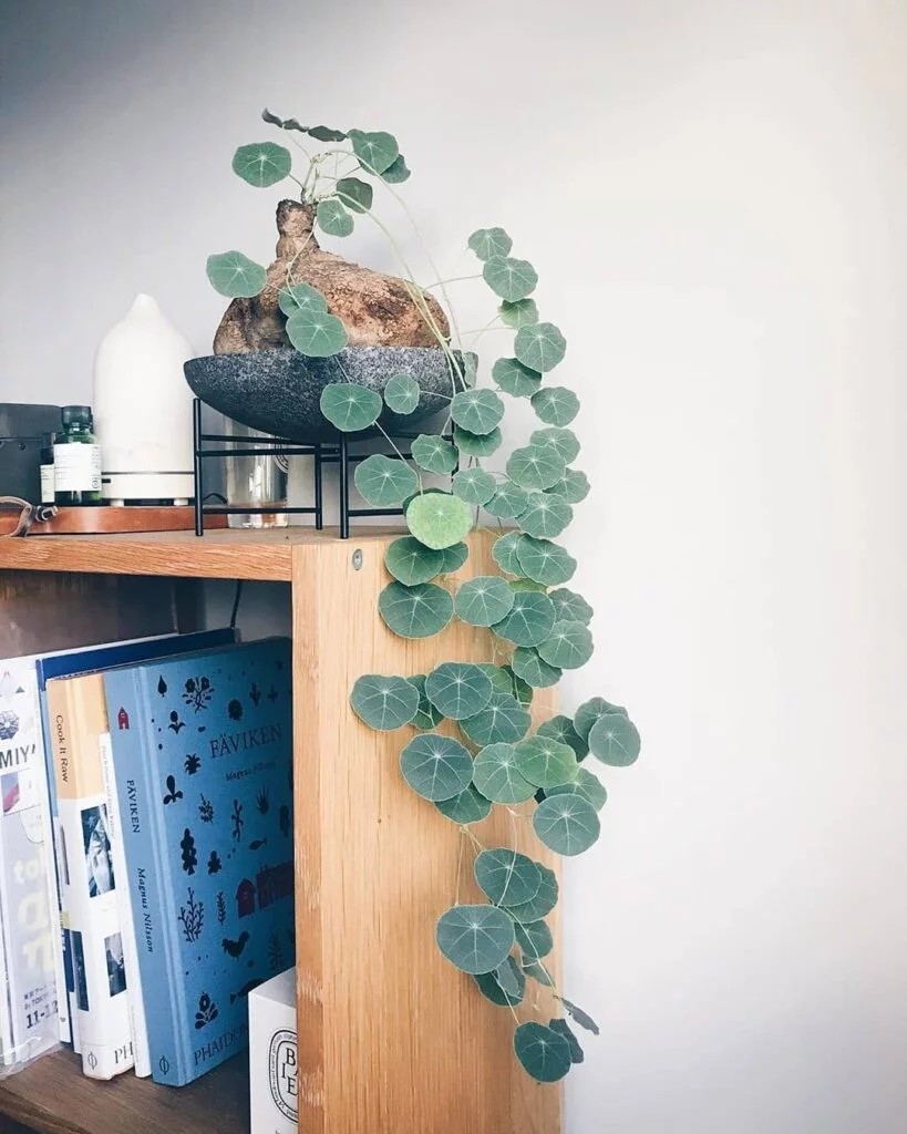 Gardening Propagating-Stephania-Tetrandra-819x1024 All About the Stephania Tetrandra: A Unique Vining Houseplant