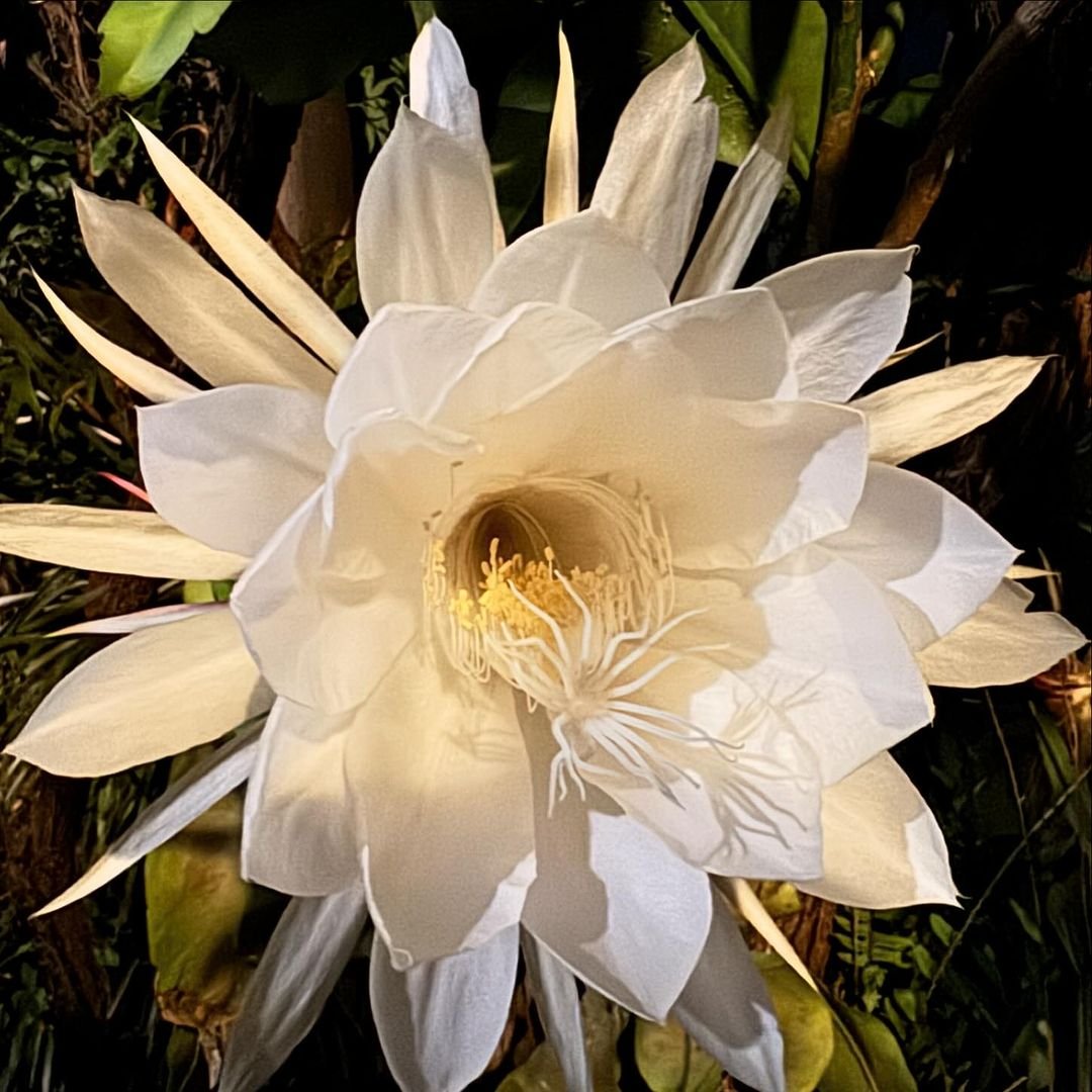 Gardening Proper-Cultural-Care-for-Reblooming Complete Guide to Growing Queen of the Night Flower