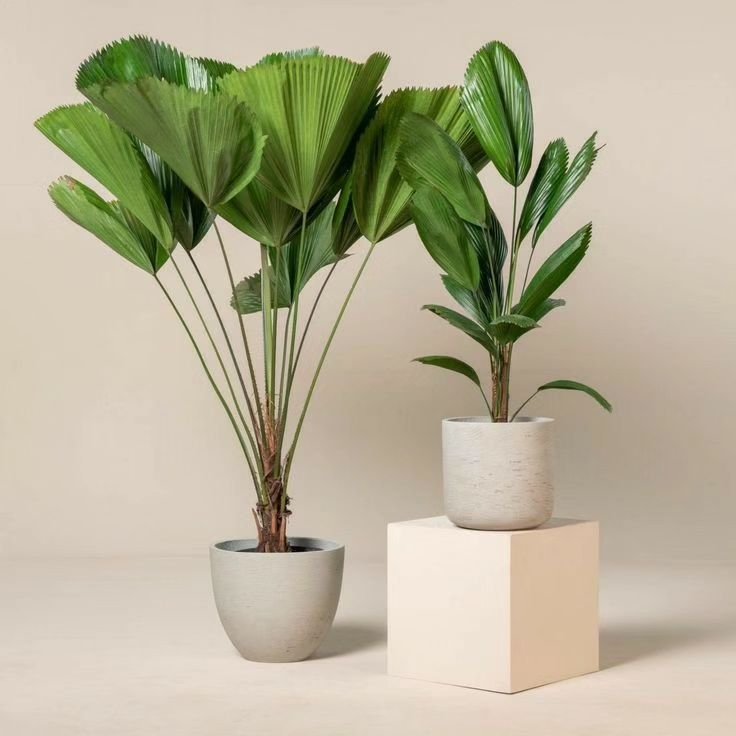 Gardening Pruning-and-Maintenance How to Care for Licuala Grandis (Ruffled Fan Palm)
