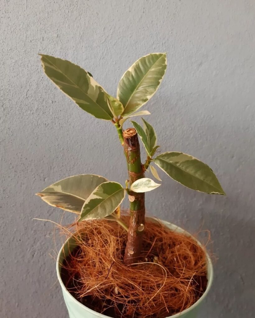 Pruning-and-Propagation-4-819x1024 Ficus Tineke Growing Guide
