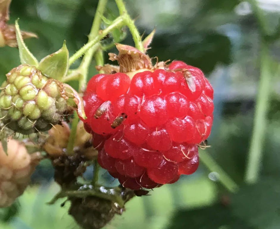 Raspberries-Insect-Pests How to Grow Raspberries at Home: A Complete Beginner's Guide