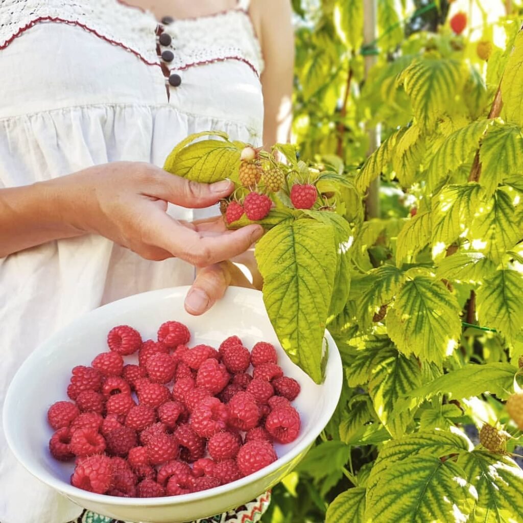 Raspberries-Picking-Method-1024x1024 How to Grow Raspberries at Home: A Complete Beginner's Guide