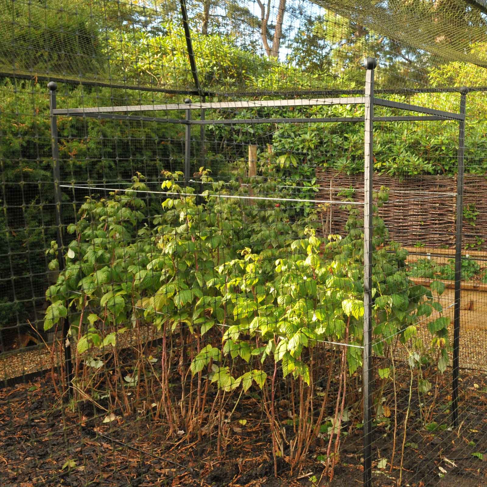 Raspberries-Support-Systemm How to Grow Raspberries at Home: A Complete Beginner's Guide