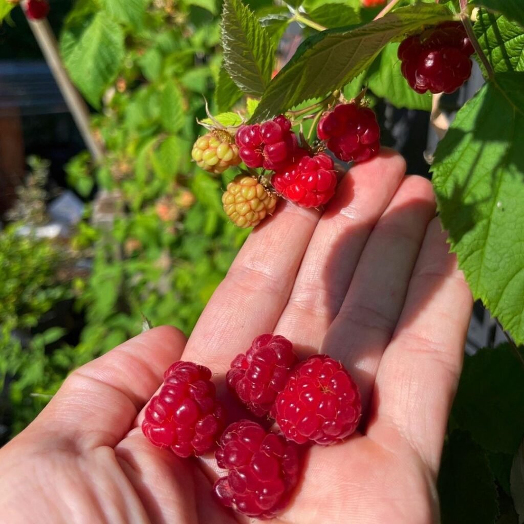 Raspberries-Using-Fresh-Raspberries-1024x1024 How to Grow Raspberries at Home: A Complete Beginner's Guide