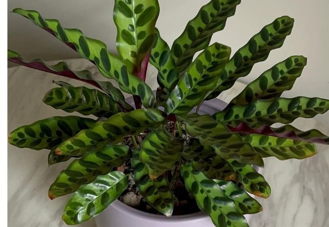 Rattlesnake Plant