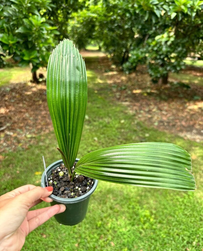 Gardening Repotting-8-829x1024 How to Care for Licuala Grandis (Ruffled Fan Palm)