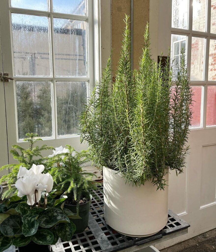 Gardening Rosemary-k-879x1024 15 Of The Best Plants To Grow In Your Kitchen
