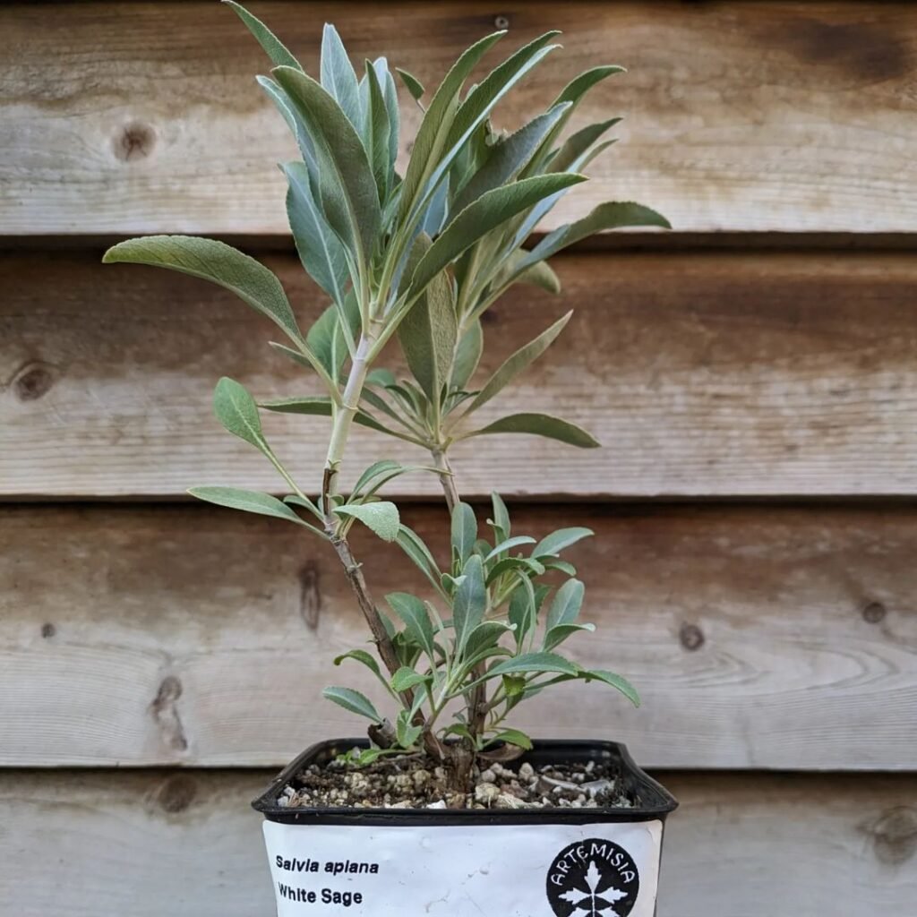 Gardening 15 Of The Best Plants To Grow In Your Kitchen