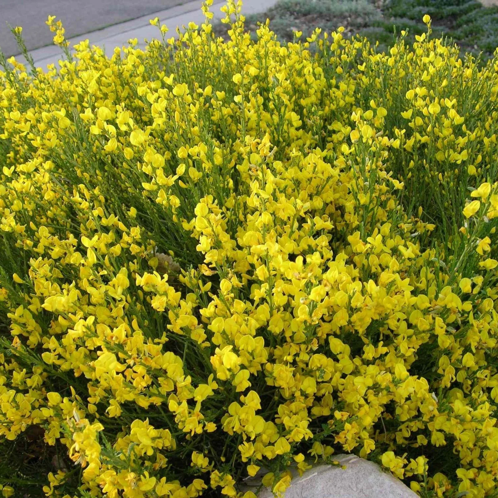 Gardening Scotch-Broom-Cytisus-scoparius How to Grow and Care for Broom Plants