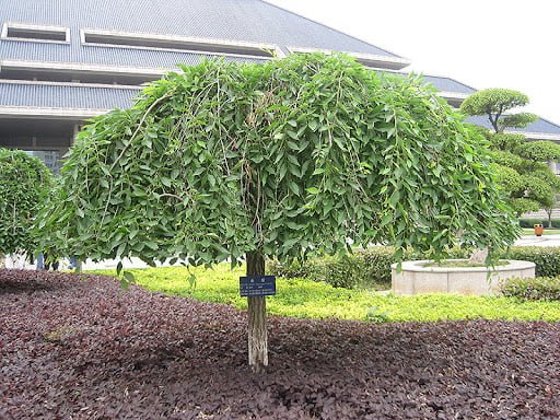 Siberian-Elm-Ulmus-pumila 16 Trees That Start with S