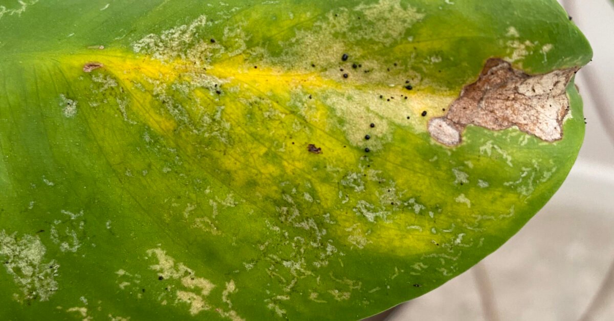 How to Get Rid of Thrips Effectively: A Comprehensive Guide