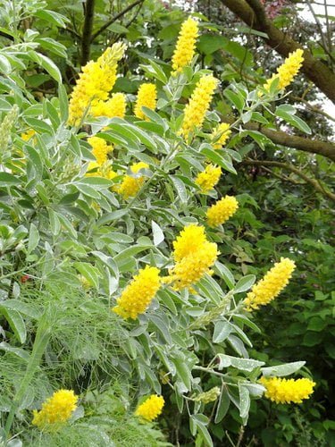 Gardening How to Grow and Care for Broom Plants