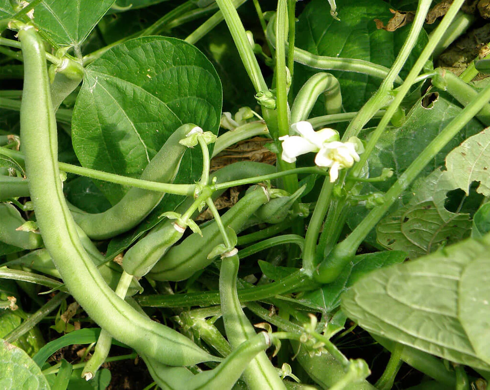 Snap-Beans The Best Types of Garden Beans to Grow in the South