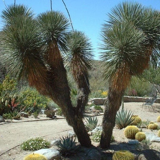 Soaptree-Yucca-Yucca-elata 16 Trees That Start with S