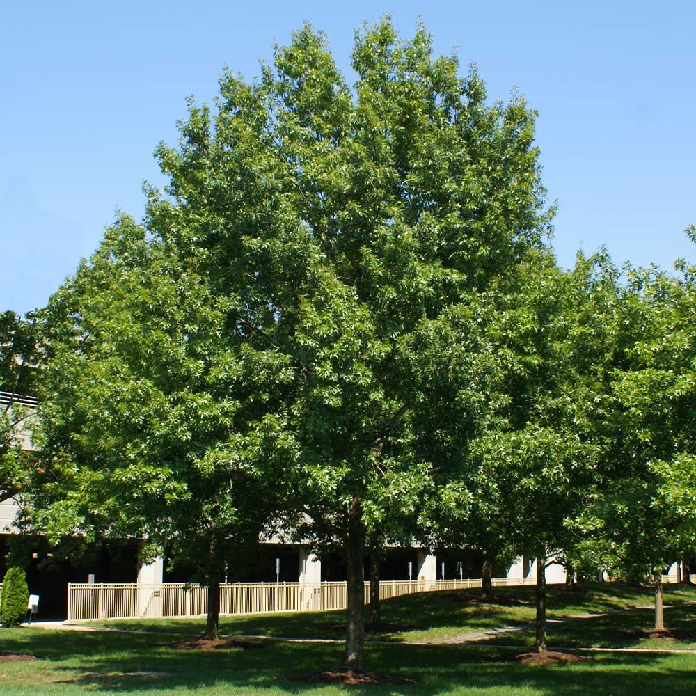 Southern-Red-Oak-Quercus-falcata 16 Trees That Start with S
