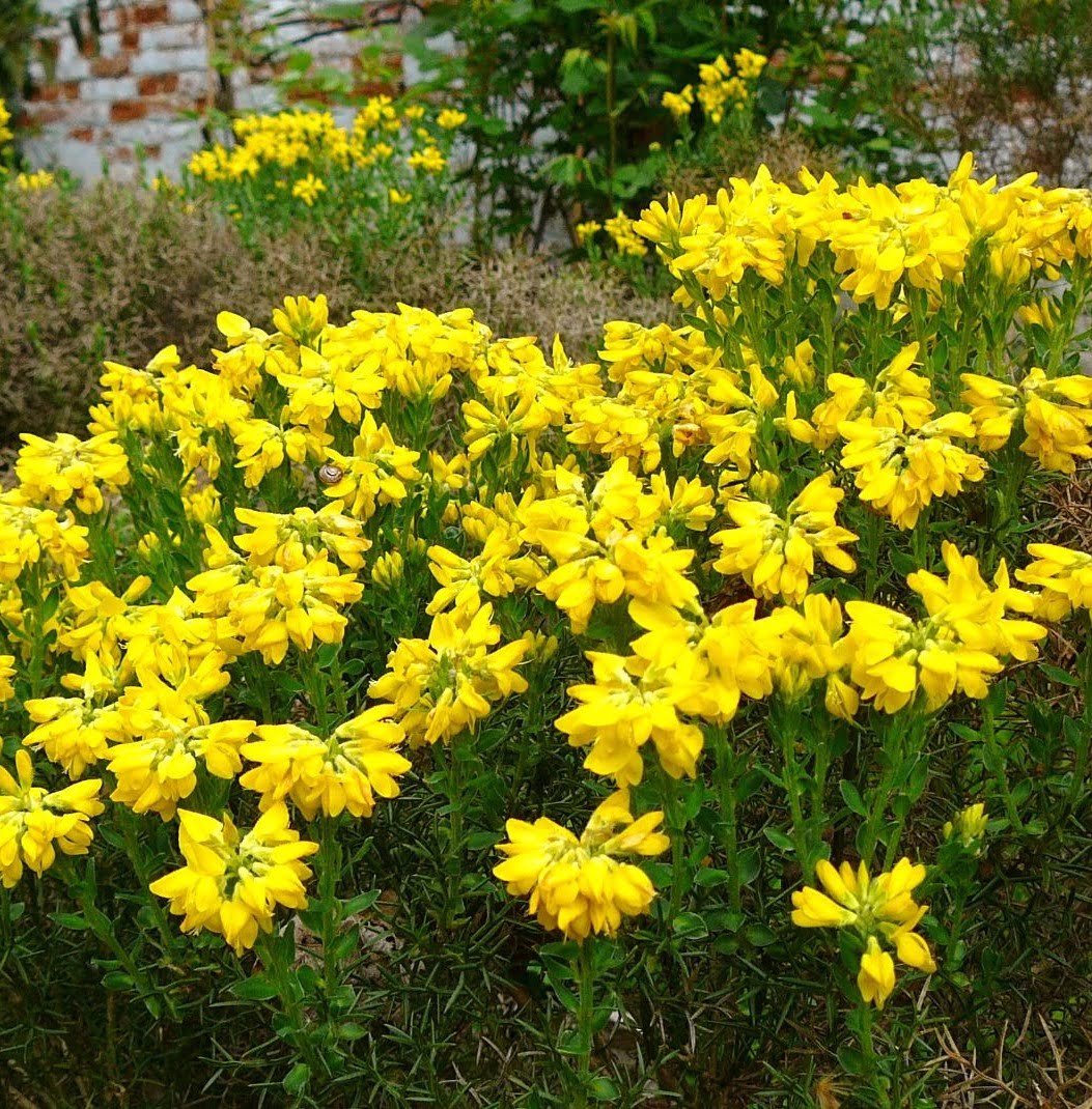 Gardening Spanish-Broom-Genista-hispanica How to Grow and Care for Broom Plants