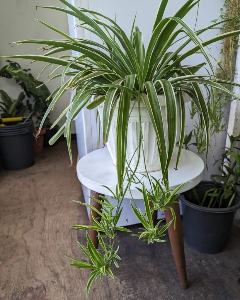 Gardening Spider-Plant-2-819x1024 The 18 Best Plants For Bedrooms