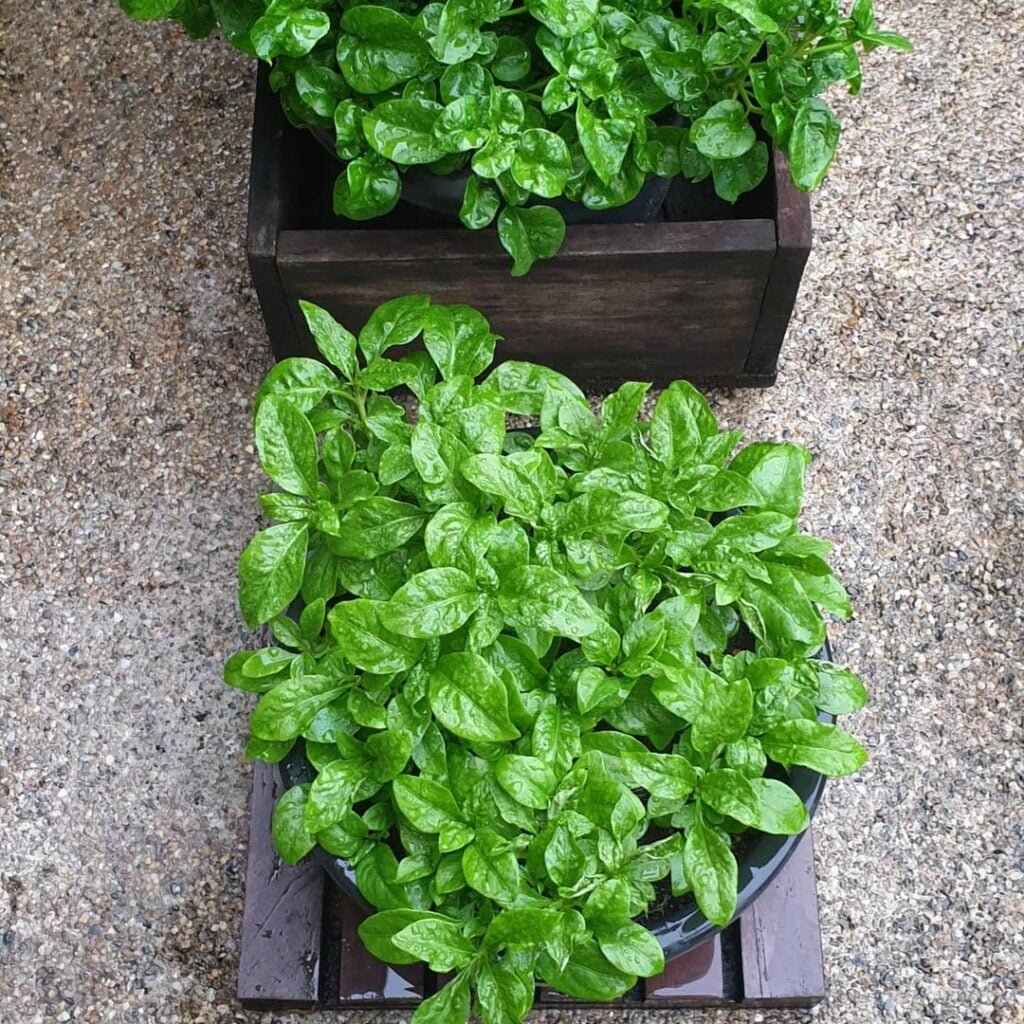 Spinach-3-1024x1024 The 7 Best Companion Plants for Peppers