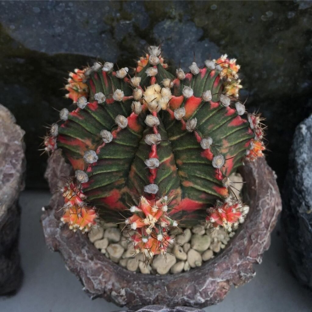 Star-Cactus-Gymnocalycium-mihanovichii-1024x1024 31 Stunning Cactus Varieties to Liven Up Your Home
