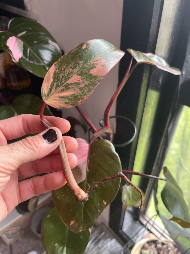 Strawberry-Shake-Philodendron-Pruning-and-Propagation-768x1024 Strawberry Shake Philodendron Care