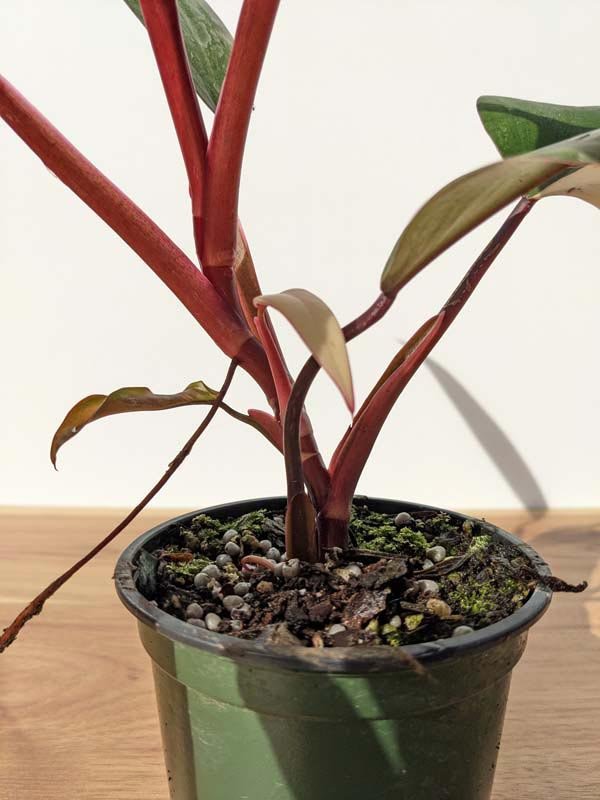 Strawberry-Shake-Philodendron-Soil-and-Repotting Strawberry Shake Philodendron Care