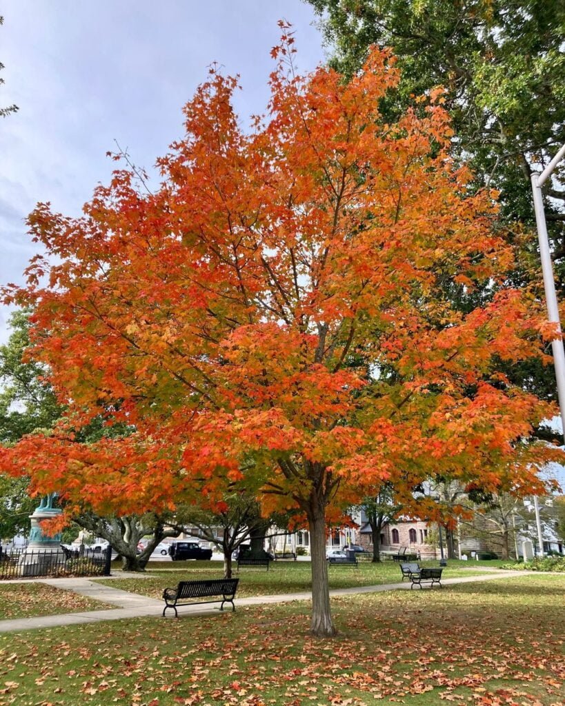 Sugar-Maple-Acer-saccharum-819x1024 16 Trees That Start with S