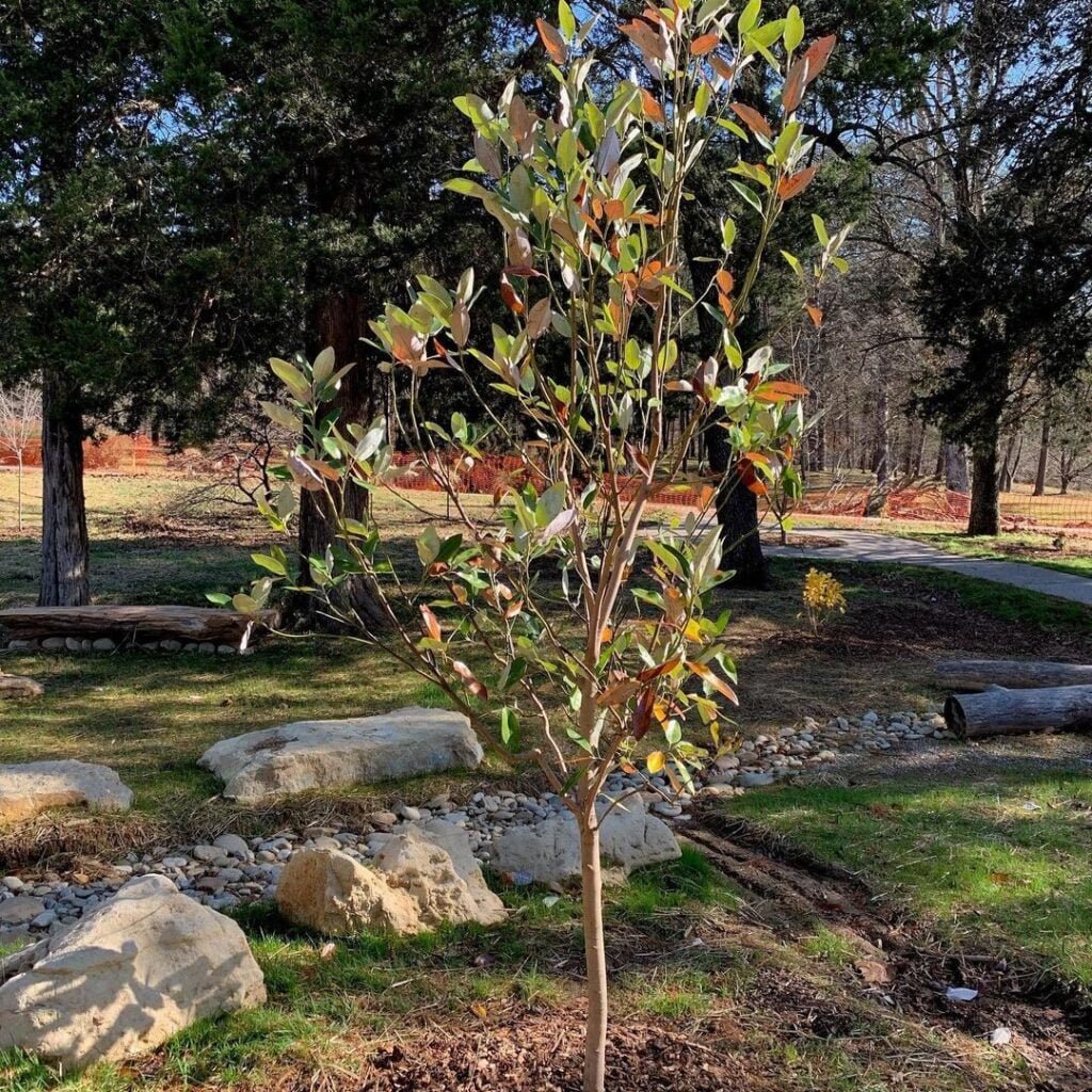 Sweetbay-Magnolia-Magnolia-virginiana-1024x1024 16 Trees That Start with S